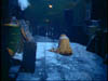 ashes_163