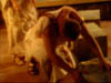 ashes_391