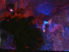 ashes_608