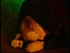 ashes_622