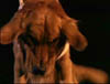 blind_007