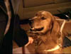 blind_021