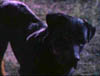 blind_031