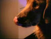 blind_052