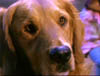 blind_162