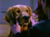 blind_163