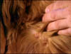 blind_164