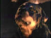 blind_170