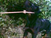 blind_194