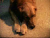 blind_221