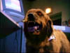 blind_225