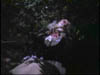blind_237