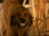 blind_303