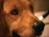 blind_311