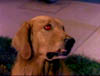 blind_320