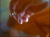 don_459