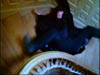 don_491