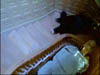 don_492