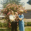 Grandpa, Val, Grandma with rosebush thumbnail