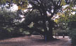 oak tree at zoo thumbnail