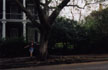 Tree in front of Anne Rice's house thumbnail